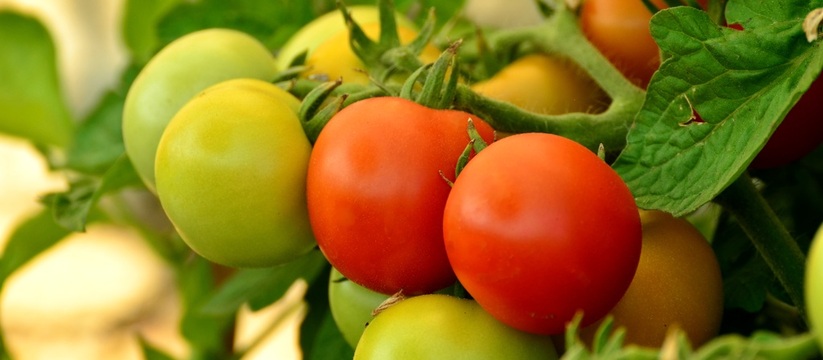 Садоводы всегда ищут способы повысить урожайность, особенно когда речь идет о капризных помидорах.
