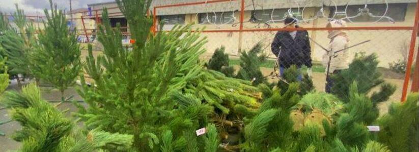 Реально ли купить красивую живую елку за 1500 рублей в Новороссийске? Цены, рекомендации и адреса