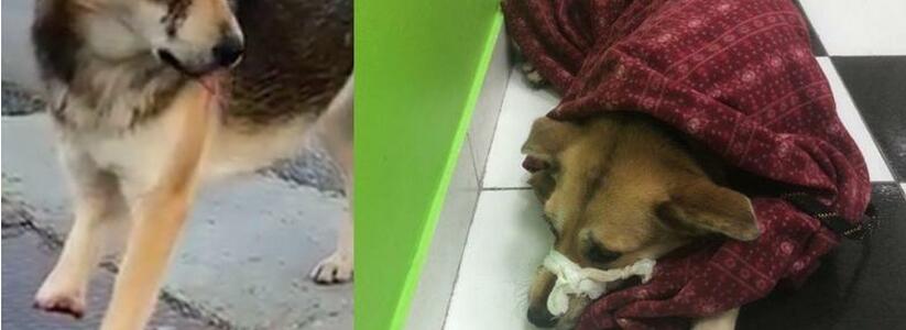 "Лапку ампутируют, глаз удалят": новороссийцы спасли искалеченную живодерами собаку