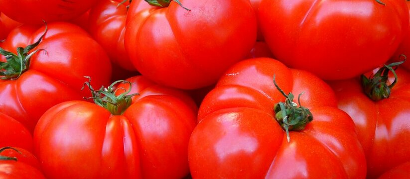 Огородники, выращивающие помидоры, естественно, стремятся ускорить процесс...