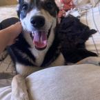 Наталья Шрамкова