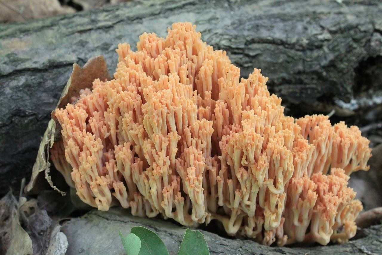 грибы-кораллы