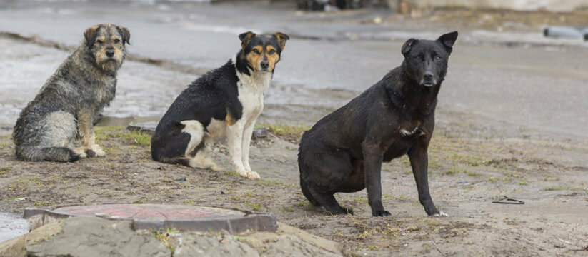 Три агрессивных пса искусали двух животных и ра...