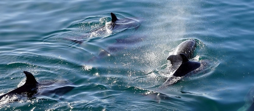 Очевидцы сняли на видео плавающего вблизи городского пляжа красавца-дельфина.