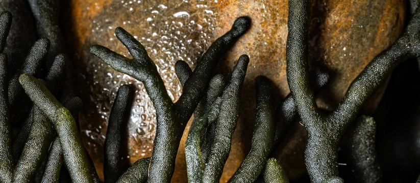 Это просто другой мир! Новороссийский фотограф опубликовал макрофотографии водорослей с Суджукской косы