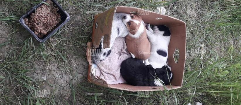 В Новороссийска женщина сначала выставила щенков на Авито, а после выкинула их в коробке на улицу