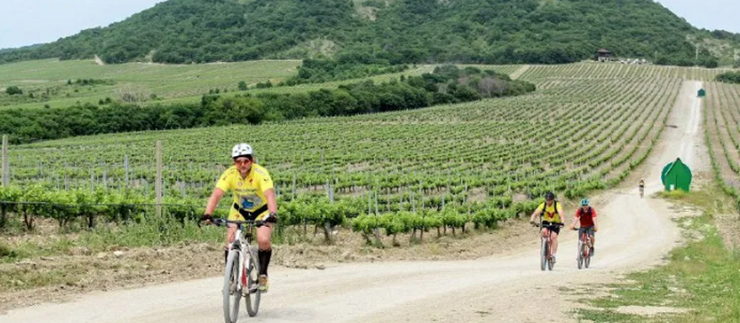 На виноградниках в Абрау-Дюрсо пройдет массовый велозаезд