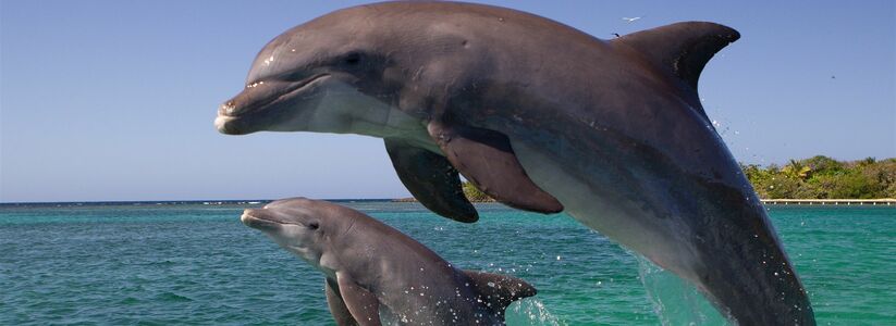 На сегодня спасательная операция по поиску дельфинов приостановлена. К сожалению, найти афалин пока не удалось.