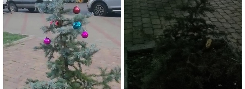 «Дерево как будто плакало!»: в Новороссийске вандалы сломали молодую елочку