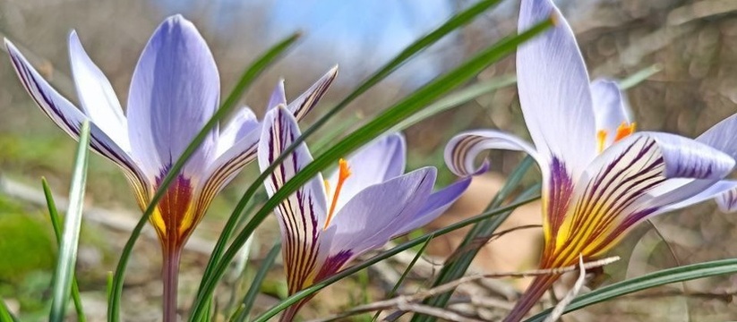 Миндаль, жасмин и крокусы: на Черноморском побережье в феврале распускаются цветы