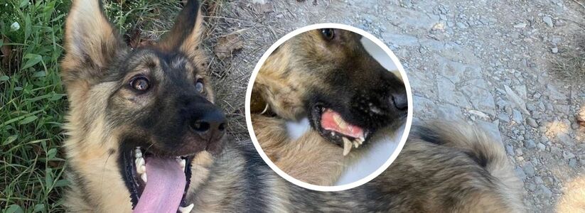 В Новороссийске волонтеры ищут хозяина для спасенного пса Дозора, которому выбили тяпкой челюсть 
