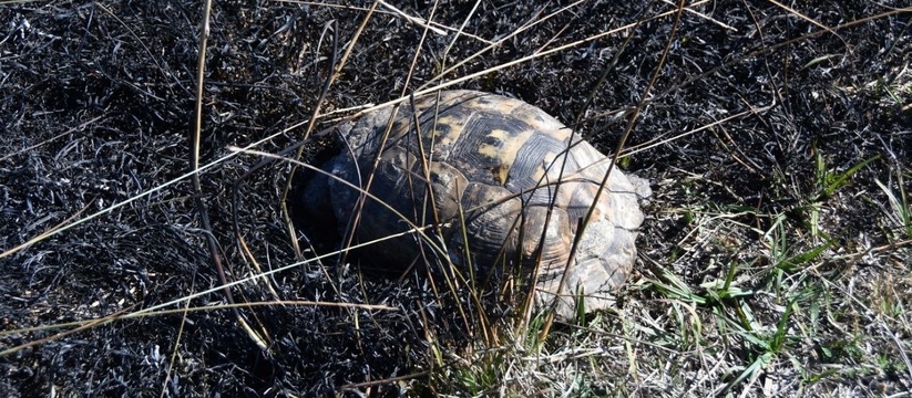 В Новороссийске погибла черепаха, которую выхаживали волонтеры после пожара возле Суджукской лагуны