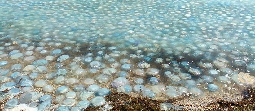 "Не вода, а кисель!": море под Анапой заполонили тысячи медуз