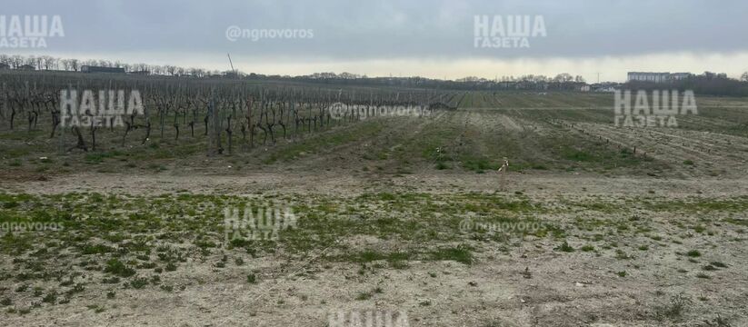 В Новороссийске вырубают виноградники под строительство школы 