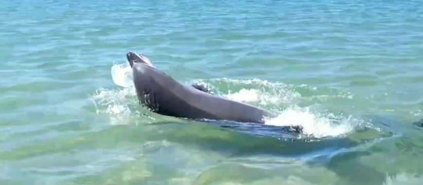 Туристы сняли на видео, как дельфин играет с медузой у самого берега под Анапой