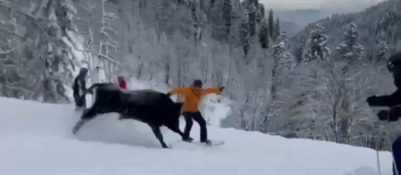 Коррида на Красной Поляне: на склоне горнолыжного курорта «Роза Хутор» порезвился бык