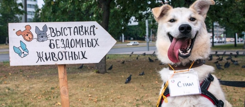 В Новороссийске пройдет выставка бездомных животных, на которой десятки котов и собак будут ждать любящих хозяев