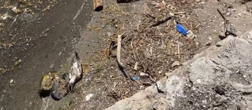В Новороссийске на Портовой куча трупов птиц и мусор