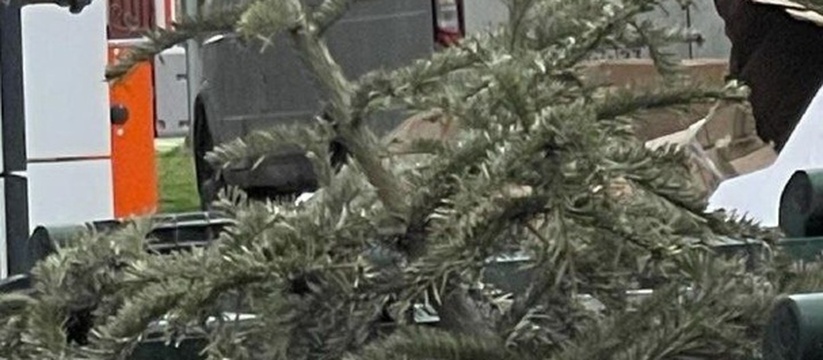 Трусы на самокате и новогодняя елка в мусорном баке в середине апреля: забавные зрелища на улицах Новороссийска