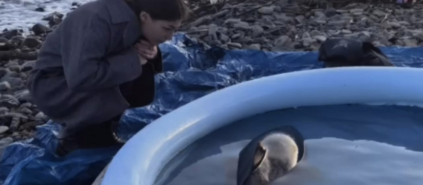 Беременную мертвым детенышем самку дельфина выбросило на берег в Новороссийске