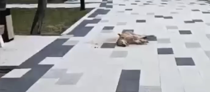 В сети появились ужасающие кадры.Это происходит в парке Корницкого в Кабардинке: неизвестные живодёры травят собак среди белого дня.