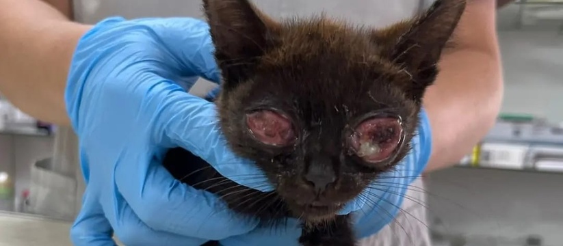 «Вместо глаз куски мяса!»: волонтеры в Новороссийске спасают котенка, ставшего жертвой живодеров