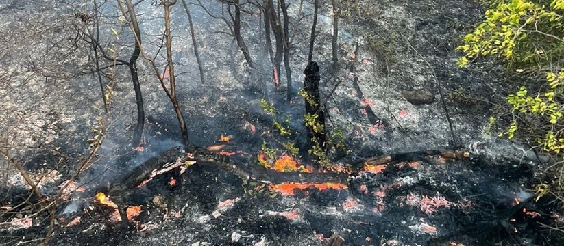 Спасатели просят новороссийцев и гостей города не разжигать костры и не ходить в лес без необходимости.