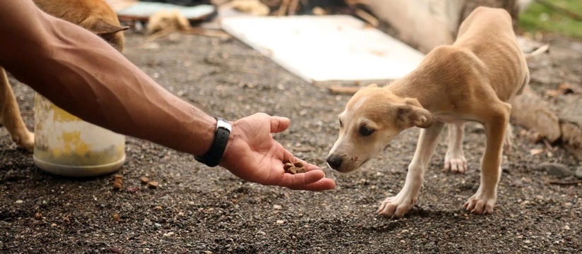 Так можно или нельзя кормить бездомных дворняг на Кубани? Официальный ответ департамента ветеринарии Краснодарского края