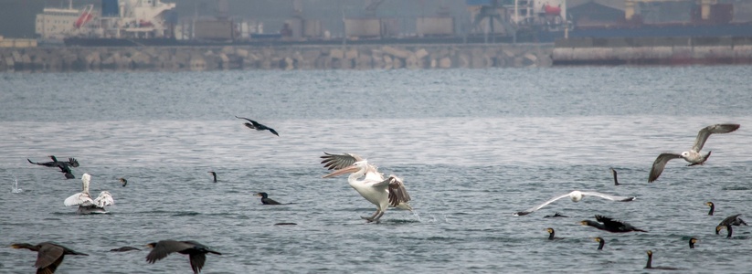 В Новороссийск на зимовку прилетели редкие краснокнижные кудрявые пеликаны