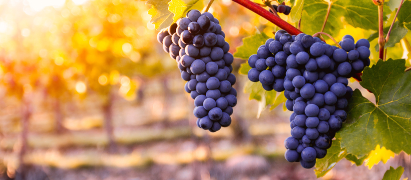 Винодельческие компании в России, объявили о повышении цен на свою продукцию с 13...