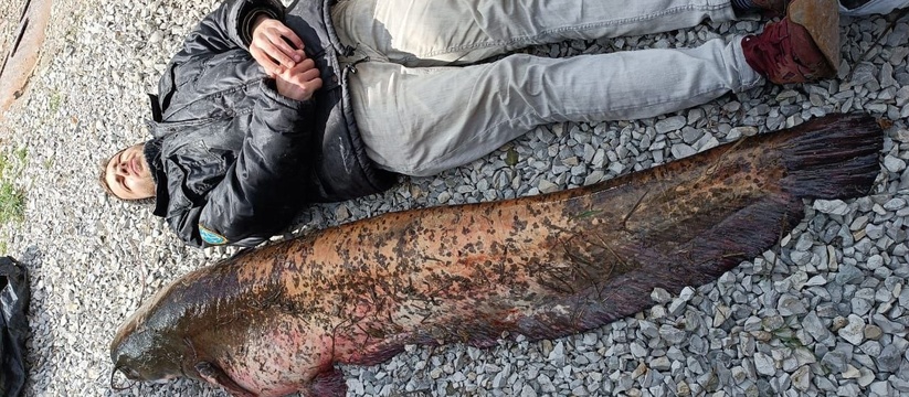 Жители Новороссийска поймали 42-килограммового пожилого сома длиною в человеческий рост