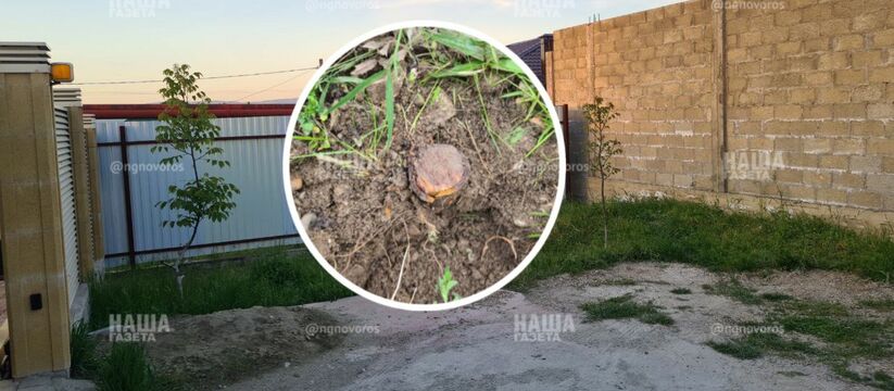 "Я боюсь, что она снова это сделает! Мы установили видеонаблюдение!": в Новороссийске женщина выкорчевала не свое дерево - соседи в ярости