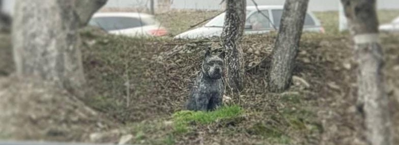 В Новороссийске пес год ждал хозяина на месте смертельного ДТП: теперь на этом месте стоит памятник преданному животному