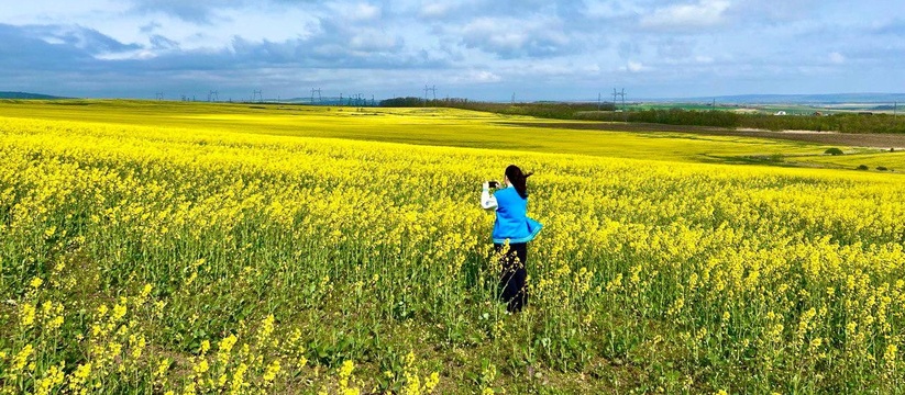 Любители полевых фотосессий делают яркие снимки.Под Анапой в середине апреля зацвели рапсовые поля.