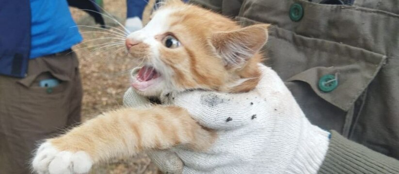 Пост добра: в Новороссийске спасатели вытащили котенка с дерева, просидевшего там трое суток