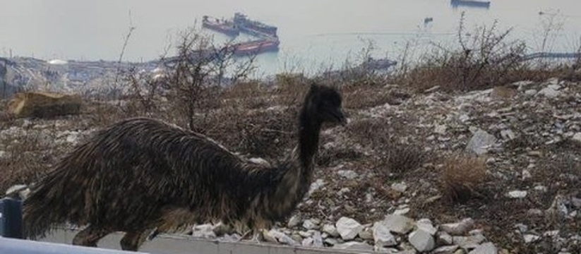 "То за ним бегали, то от него!": спасатели два часа ловили страуса в горах в окрестностях Новороссийска