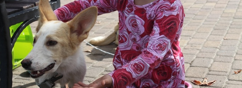 В Новороссийске пройдет благотворительная ярмарка «Цепочка добра» по сбору помощи бездомным животным