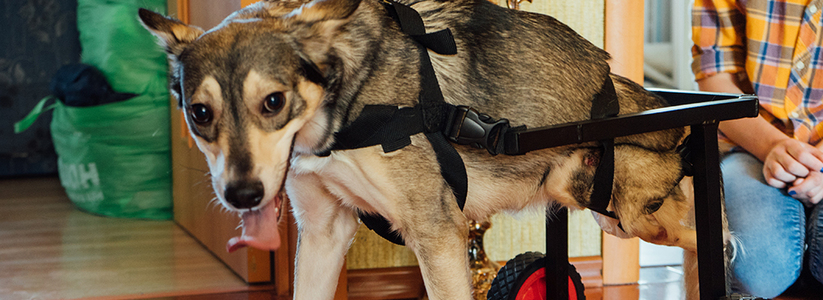 В Новороссийске 15 собак-инвалидов ищут жилье под передержку