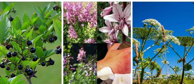 Красота, опасная для жизни: пять ядовитых растений, которые цветут летом в окрестностях Новороссийска 
