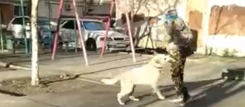 «Когда это закончится?!»: собака покусала ребенка в одном из дворов Новороссийска (видео)