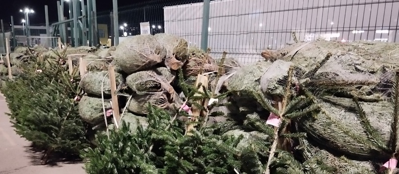 Пока в продаже только пихты.В Новороссийске началась торговля новогодними деревьями.