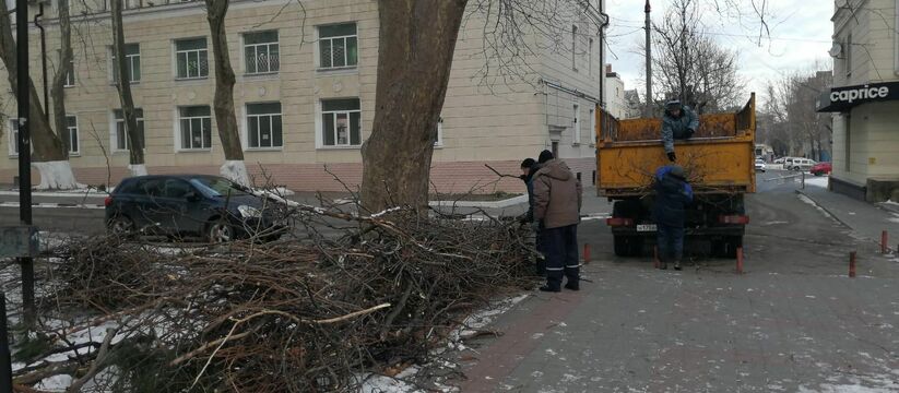 Новороссийцам разрешили обогреваться поваленными в норд-ост деревьями