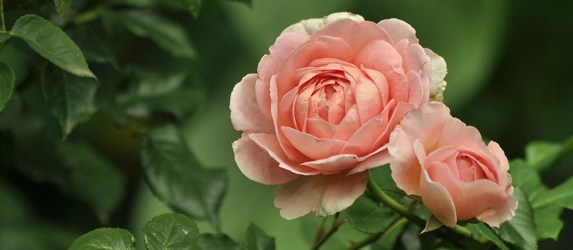 Розы, символ страсти и красоты, могут стать настоящим украшением вашего сада или дачи.