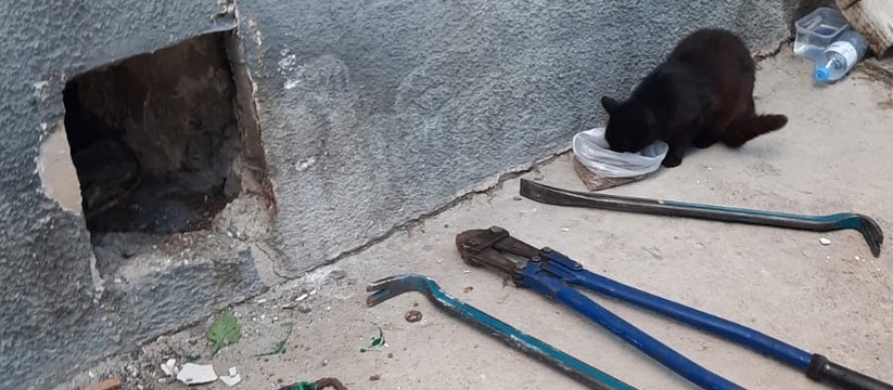 Неравнодушные горожане вовремя заметили закрытый выход.Житель Новороссийска замуровал кошку с котятами в подвале многоквартирного дома.