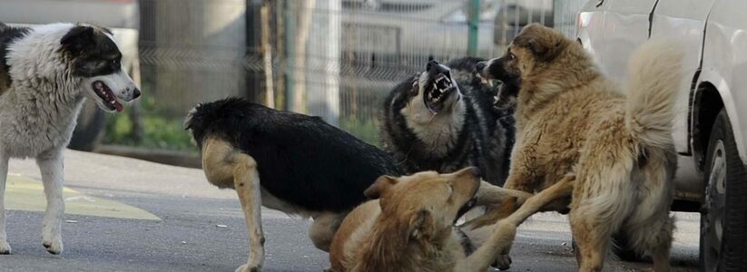 В Новороссийске бездомные собаки нападают на детей, идущих в школу