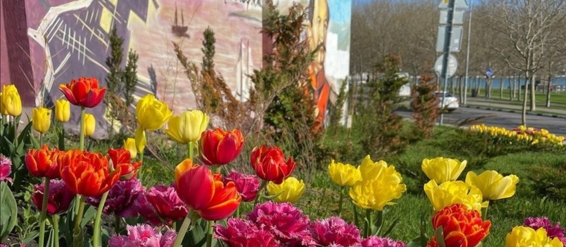 Солнечные лютики в Цемесской роще, яркие тюльпаны на клумбах и нежная магнолия в Абрау-Дюрсо: 10 фото весеннего Новороссийска