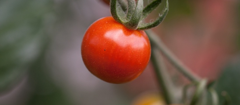 Если вы мечтаете о том, чтобы ваш огород украшали сочные, крупные помидоры, то...