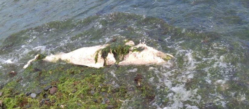 Новороссийцы обнаружили на Суджукской косе тела двух разложившихся дельфинов