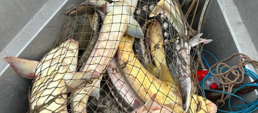 Житель Ейского района выловил семь краснокнижных рыб в Азовском море
