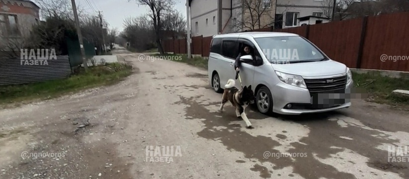 Под Новороссийском автоледи выгуливает собаку за рулем автомобиля